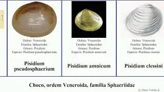 Choco, ordem Veneroida, fam&iacute;lia Sphaeriidae pisidium mollusca corneum Chris clessini amnicum Dream