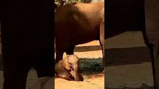 BABY ELEPHANT STRUGGLES TO GET UP AND WALK #shorts