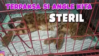 KUCING BETINA DIRUMAH TERPAKSA DI STERIL.