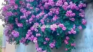 Beauty of nature #rose#spring#tulip#flower#garden#viral video #beautiful flowers nature#rose garden 