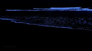 White Noise Therapy/ 12 Hours of Relaxing Ocean Sounds for Deep Sleeping at Night