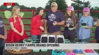 Bison Berry Farms holding grand opening for community with U-Pick blackberries