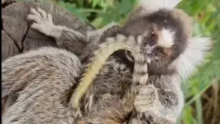 Macaco Sagui tirando o filhote rec&eacute;m-nascido da costas. #Sagui #filhotes 