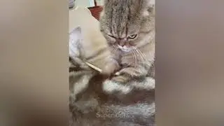 Angry😾  Funny Cat Reaction Videos 😍 Super Cats 1080p