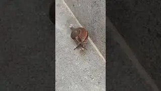 #snail | Snail Move #shorts