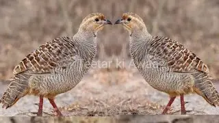 Shikar k liye Desi Teetar Awaz | Grey Francolin Hunting Voice | Male Partridge Hunting Sound#teetar