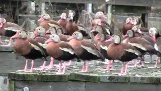 Whistling Tree Ducks  on Lake Houston January 2012