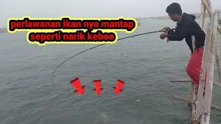 mancing di laut,mancing di bagan ijoan cirebon,mancing eps 12