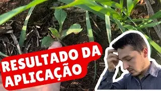 TRICEA NO TRIGO… resultado da aplicação!