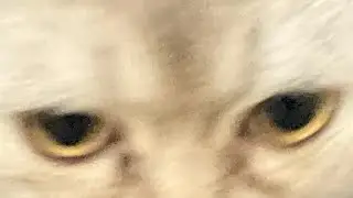 Playing ￼steal a brainrot 