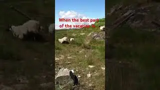 Stop-get out of the car and follow the streaking sheep!