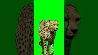 Cheetah Leopard Green Screen video