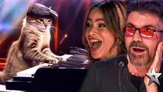Smart Cat Stuns Everyone with Incredible Piano Skills!