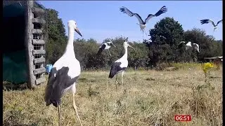 Storks thriving in one colony in the UK --- 10/July/2024