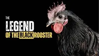 The Black Rooster of Chianti and Its Fascinating Story