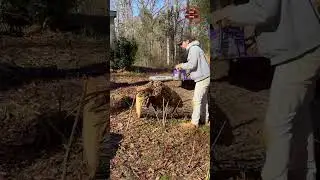 $100 amazon chainsaw #abandonedbuilding #abandonedhouse #diy  #nature #chainsaw #wood