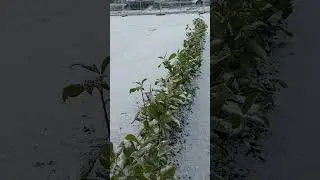 #shorts#snowfall Ireland#videos#shortsviral#shortsviral#IRELAND TAMIL KITCHEN#YouTubeShorts#shorts