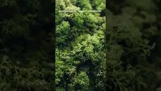 PRESERVED MOSS &mdash; DENSITY COMPRESSION