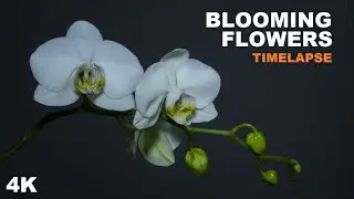 White Lilies & Flowers Blooming - 4K Timelapse