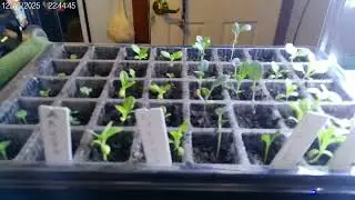 Garden box