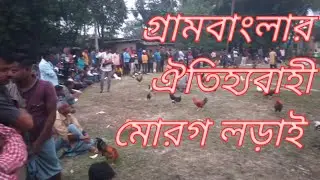 COCK FIGHTING | গ্রামবাংলার ঐতিহ্যবাহী মোরগ লড়াই | cock fighting in Village.
