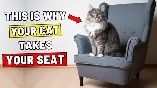 If Your Cat Takes Your Seat, They're Trying to Tell You This...