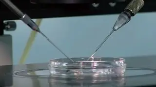 Ukraine doctor pioneering 'three-parent' babies