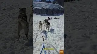 Winter Dog Paw Hack