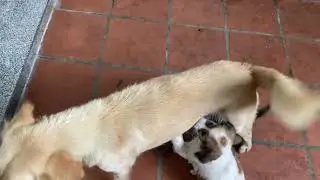 Group baby golden dog go play outside home with neighbors dog #dogs #pets #goldenretreivers 