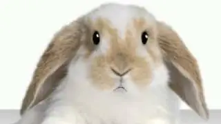 sparabbit