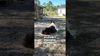Capybara Socialization is Complicated