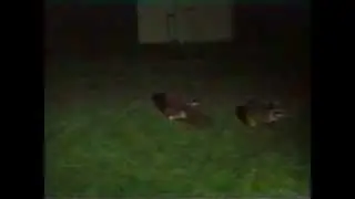 Catching A Skunk