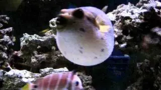 Dogface puffer puffs