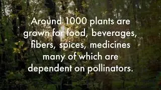 How To Help Protect Pollinators