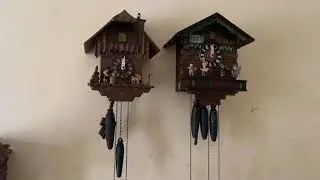 My 3 cuckoo clocks chime=PPP