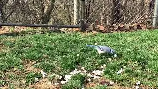 Backyard bird video for your cats to watch 