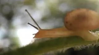 Video Shoot Macro Snail by Phone Xiaomi Mi4i