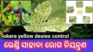 okera yellow vein mosic virus //ଭେଣ୍ଡି ସାହାବା ରୋଗ //bhendi chasa odisha !