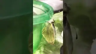 Small White Butterfly just emerged from chrysalis