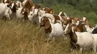 Goats and sheep used to help prevent Utah wildfires