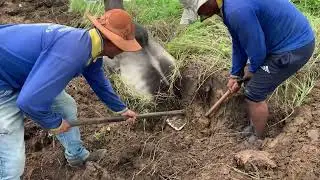 ACIDENTE COM UMA DAS PRINCIPAIS VACAS DA FAZENDA CARNAÚBA