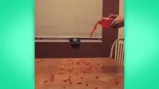 Juice to Candy Vine