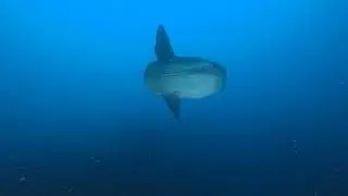 Pesce Luna