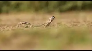 Uromastyx, African and Asian agamid lizards