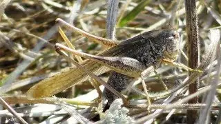 Скачок сходный. ( Platycleis affinis )
