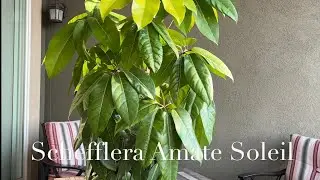 The Schefflera Amate Soleil - A Neon Golden Umbrella Tree