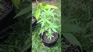 Autoflower #3 Day 27 | Homegrown Cannabis in Tropical Thailand | Weed Outdoor Grow | #BudHead