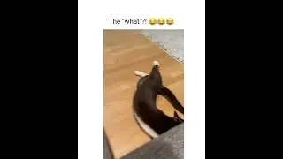 Meow's Face: A Hilarious Canvas of Feline Expressions! 🐾😂 #catsofyoutube #sillycat #funny #cats101