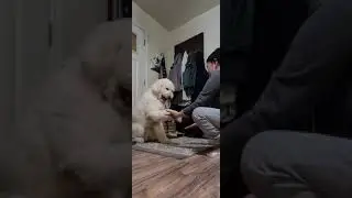 Hanzo's routine before going outside/Potty time/Goldendoodle#shorts