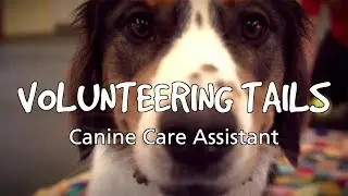 Volunteering Tails: Andy, Canine Assistant Volunteer | Dogs Trust